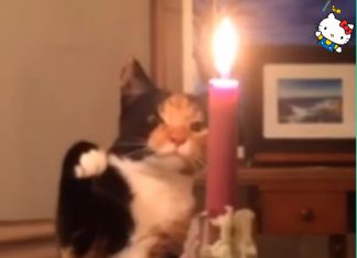 貓咪愛玩火? 攻擊蠟燭的下一秒…竟然… 貓咪玩火1