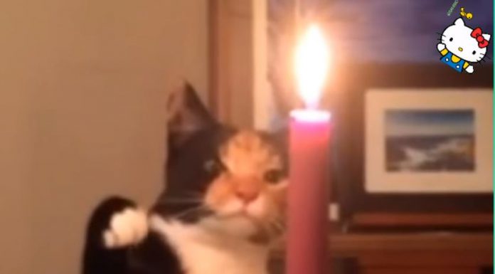 貓咪愛玩火? 攻擊蠟燭的下一秒…竟然… 貓咪玩火1