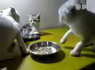 無辜的小貓掃到颱風尾~我的老天鵝 搶食貓6