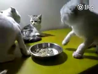 無辜的小貓掃到颱風尾~我的老天鵝 搶食貓6