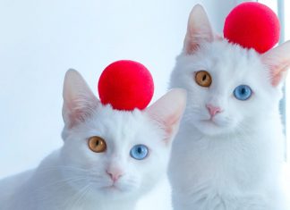 最美的「異色瞳」電眼姊妹花~ 戰鬥民族帥男欲罷不能