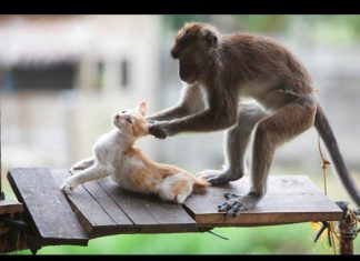 瘋狂的猴子,卯起來欺負貓咪…結果卻讓人笑翻了! 猴子欺負貓1