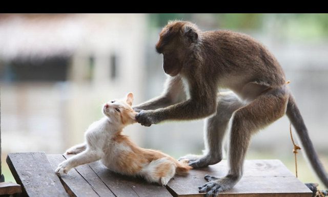 瘋狂的猴子,卯起來欺負貓咪…結果卻讓人笑翻了! 猴子欺負貓1