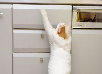 拷貝貓有樣學樣! 萌翻~ 母貓與小貓25