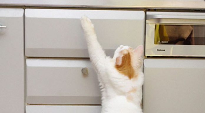 拷貝貓有樣學樣! 萌翻~ 母貓與小貓25