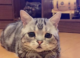 這張表情不做做~擁有一張世界上最催淚的貓臉> 無辜表情的貓咪7