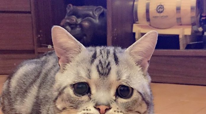 這張表情不做做~擁有一張世界上最催淚的貓臉> 無辜表情的貓咪7