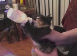 萌! 小奶貓喝奶的模樣,心都要融化了~ 小貓喝奶7