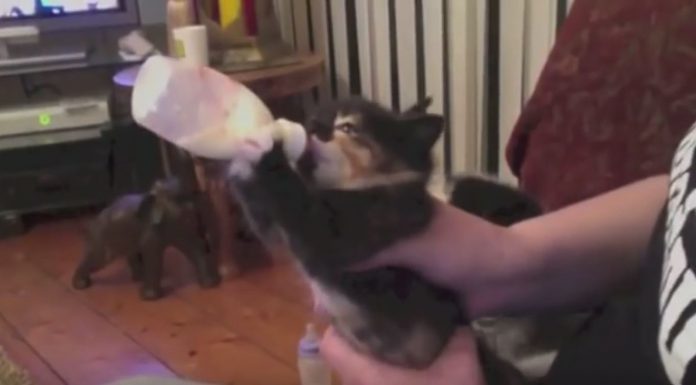 萌! 小奶貓喝奶的模樣,心都要融化了~ 小貓喝奶7