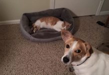 貓老大要睡覺,汪星人閃一邊去! 搶狗床的貓2