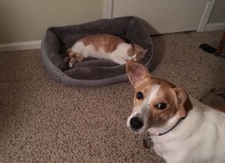 貓老大要睡覺,汪星人閃一邊去! 搶狗床的貓2