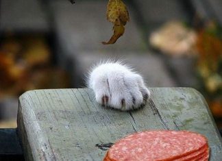 明目張膽…偷食貓~其實背後有令人心酸的原因! 偷吃的貓10