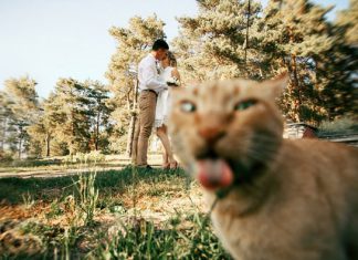 霸王亂入,愛搶鏡頭的貓~ 搶鏡頭的貓8