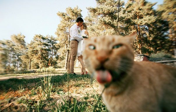 霸王亂入,愛搶鏡頭的貓~ 搶鏡頭的貓8