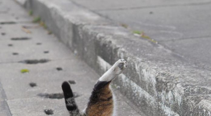 掉進排水溝的街貓!!! 怎回事? 躲在水溝的貓5