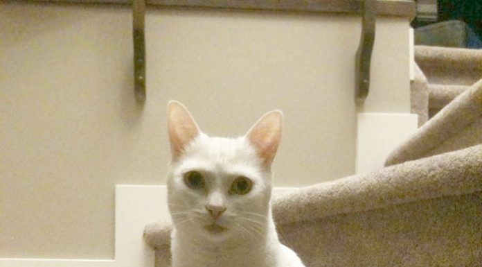 像人一樣的貓坐著~有些貓坐著的背後原因很心酸! 坐著的貓