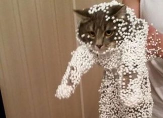 自作自受~惹禍上身的喵星人,真是無言了! 保麗龍球貓