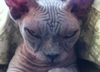 主人納命來!~喵星人的邪惡計畫! 粉碎貓奴的心 臭臉貓15