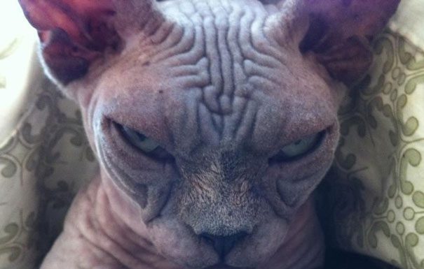 主人納命來!~喵星人的邪惡計畫! 粉碎貓奴的心 臭臉貓15