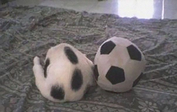 完美偽裝! 擅長用視覺焦點盲的忍者貓~你能猜得到貓咪躲在哪裡嗎? 足球貓