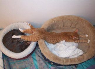 連睡覺也要展現忍者技術的喵星人! 實在太有才了 橫躺在貓窩睡覺的貓