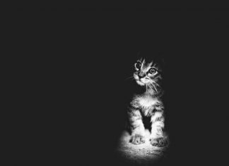 拍出貓咪最有色彩的黑白照~ 畫面很有質感~ 貓奴們可以來學一下! 黑白照的貓3