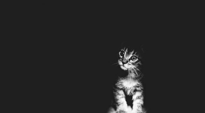 拍出貓咪最有色彩的黑白照~ 畫面很有質感~ 貓奴們可以來學一下! 黑白照的貓3