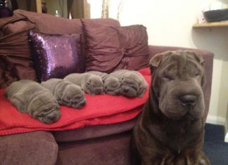 狗媽媽的母愛~心都要融化了! 狗媽媽和小狗7