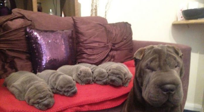 狗媽媽的母愛~心都要融化了! 狗媽媽和小狗7