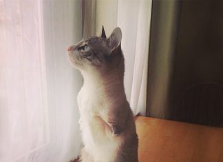 沒有前腿的兔子貓~牠做了某些事感動所有人! 兔子貓1