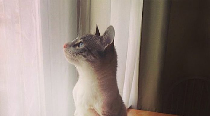 沒有前腿的兔子貓~牠做了某些事感動所有人! 兔子貓1