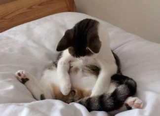 公貓結紮後的行為…有股蛋蛋的哀傷… 閹割的貓1