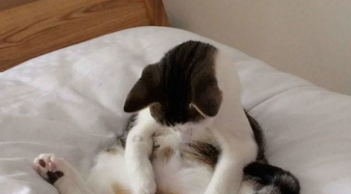 公貓結紮後的行為…有股蛋蛋的哀傷… 閹割的貓1