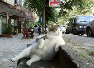 擺出撩人的姿勢~越看越迷人! 慵懶的貓咪