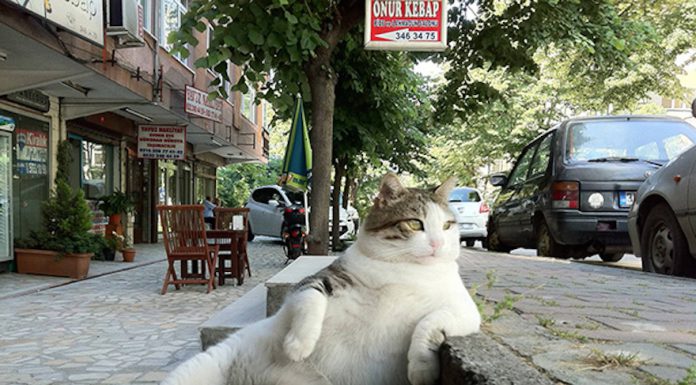 擺出撩人的姿勢~越看越迷人! 慵懶的貓咪