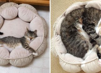 貓咪驚人的成長照! 重點是旁邊的… 貓咪成長照18