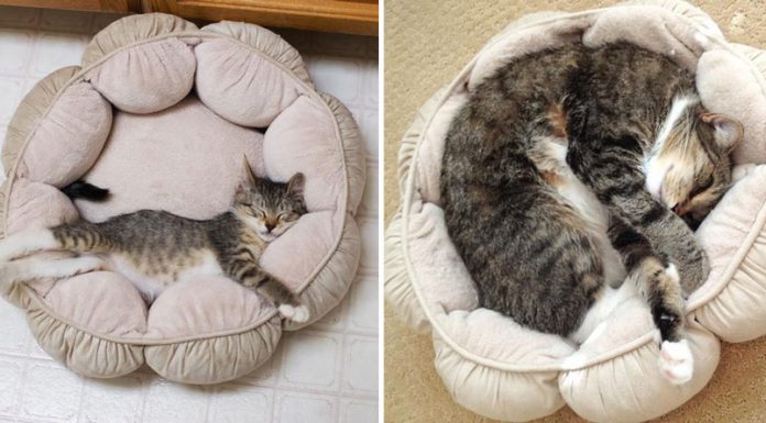 貓咪驚人的成長照! 重點是旁邊的… 貓咪成長照18