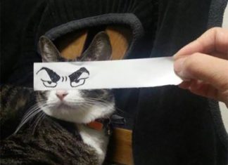 哈!~~~五秒把喵喵變成動漫貓~ 動漫貓3