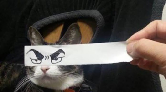 哈!~~~五秒把喵喵變成動漫貓~ 動漫貓3