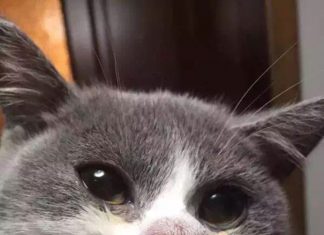 貓咪被蜜蜂親了的慘狀!~值得注意小心! 被蜜蜂叮的貓5