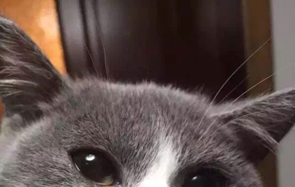 貓咪被蜜蜂親了的慘狀!~值得注意小心! 被蜜蜂叮的貓5