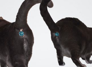 擋住貓咪屁眼的寶石? 惡搞自家貓咪? 瞎爆> 有屁股吊飾的貓2