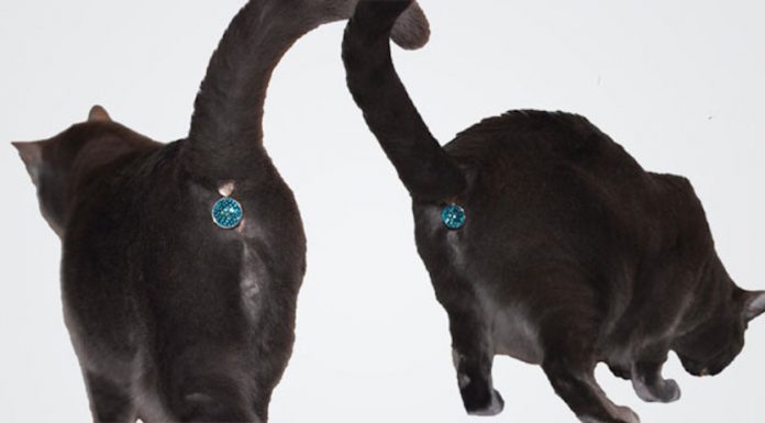 擋住貓咪屁眼的寶石? 惡搞自家貓咪? 瞎爆> 有屁股吊飾的貓2