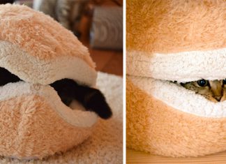 給貓一個棲息的空間吧! 貓專屬的家具設計~ 貓咪的漢堡床