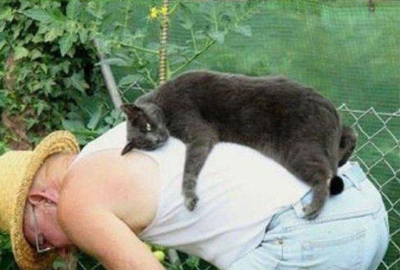 愛湊熱鬧的喵星人~ 躺在人的背上的貓