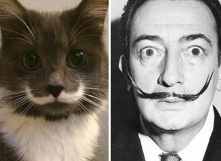 貓也會撞臉,快來看看牠像甚麼…!!??? 模仿貓12