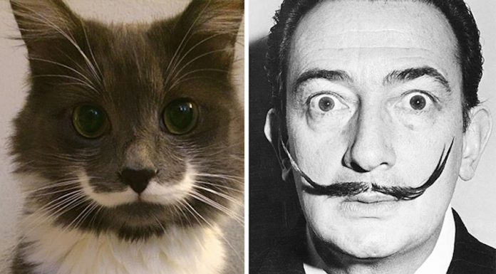 貓也會撞臉,快來看看牠像甚麼…!!??? 模仿貓12