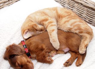 神奇! 貓狗膩在一起居然無違和感! 貓與狗7