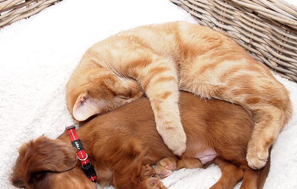 神奇! 貓狗膩在一起居然無違和感! 貓與狗7