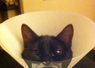 創意的寵物頭罩?? 喔~不!! 可能會招來毛小孩的厭惡… 寵物頭罩18